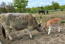 Похід до Вінницького зоопарку став дорожчим Подільський зоопарк