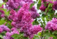 Сьогодні у Вінниці сонячна погода Прогноз погоди