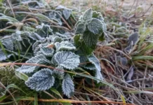 На Вінниччині очікуються заморозки: прогноз погоди на вихідні заморозки на поверхні ґрунту