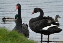На Вінницькому пляжі оселилася пара чорних лебедів пара чорних лебедів