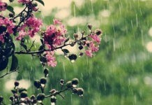 Сьогодні у Вінниці прогнозують дощ погода буде похмурою