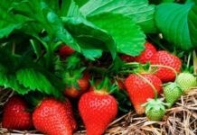 Сім переваг полуниці, про які ви навіть не здогадувались Полуничний сезон