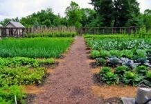 Які рослини варто висадити вінничанам на ділянці, щоб і врожай отримати, і комарів відлякати деякі рослини