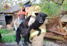 На Вінниччині рятувальники витягли пса який впав у яму
