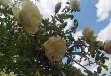 Сьогодні у Вінниці переміно хмарна погода погода у Вінниці