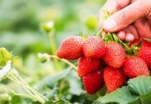 Яке захворювання можна підчепити від немитої полуниці Полуниця