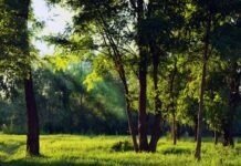 Потеплішає: погода у Вінниці на сьогодні, 14 червня Прогноз погоди