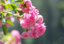 Погода у Вінниці: 27 квітня безхмарне небо і сухий день дрібний дощ