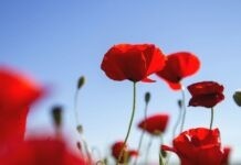 Погода у Вінниці сонячна без опадів Погода