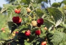 Замість смітника — малина: на Вінниччині громада засадила два га саджанців малинник