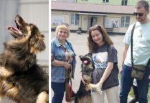 Врятований вінницькими ветлікарями пес Майк отримав другий шанс на життя пес Майк