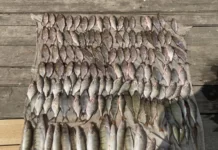 На Вінниччині браконьєр «наловив» риби на 274 тис грн рибного браконьєра