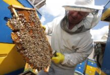 Пасічники Вінниці отримають грошову допомогу від міськради. Куди звертатись