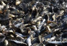 На Вінниччині зарибили Ладижинське водосховище ладижинське водосховище