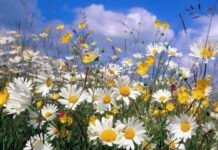 Прогноз погоди у Вінниці 22 червня Погода хмари закриють небо