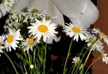 «Manu propria»: у вінницькій бібліотеці презентували збірку поезії Ірини Малярської Manu propria