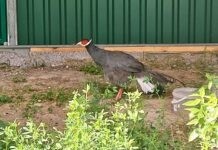 У Подільському зоопарку птахи обживаються у новому фазанарій фазани чотирьох видів