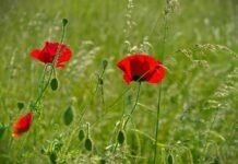 Ясно і тепло: погода у Вінниці на сьогодні, 9 липня Без опадів.