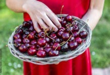 Священник з Вінниччини звʼязав школярку за те, що вона рвала черешні біля костелу Рвала черешні