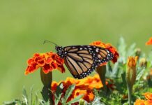 Погода у Вінниці на 31 травня Прогноз погоди