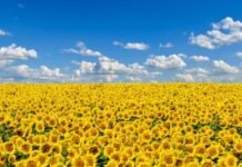Хмарно: погода у Вінниці на сьогодні, 31 серпня Прогноз погоди