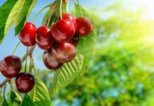 У Вінниці спекотна погода погода