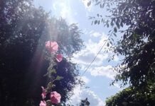 Сьогодні у Вінниці сонячна погода погода