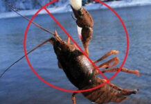 На Вінниччині з 15 серпня заборонили вилов раків тимчасова заборона на вилов раків