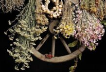 Від природи до здоров’я: як правильно використовувати зібрані лікувальні трави Лікарські трави