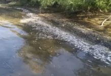 Масова загибель риби на Ладижинському водосховищі: екологічна тривога на Вінниччині. загибла риба