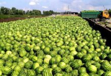 Вінниччина лідирує у зборі баштанних культур баштанні культури