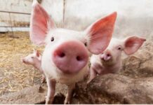 Виявлено випадок африканської чуми свиней на Вінниччині: заходи та рекомендації африканська чума