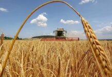 Вінницька громада завершила успішну жнивну кампанію: зібрали 13,2 тис. тонн зерна Збір урожаю