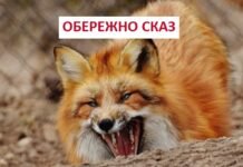 Сказ на Вінниччині: ситуація залишається напруженою, кількість нападів тварин зростає