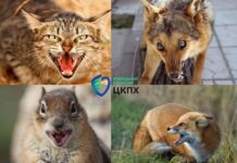 Епідеміологи попередили, на Вінниччині поширюється сказ сказ