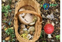 Як не отруїтись дикорослими грибами, розповіли в Центрі громадського здоров’я Як не отруїтися грибами: