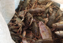 Незаконний вилов риби на Вінниччині призвів до збитків у понад 394 тисяч гривень порушення правил рибальства