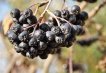 На Вінниччину повертається спекотна погода Прогноз погоди