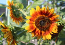 Прогноз погоди у Вінниці 28 червня погода у Вінниці