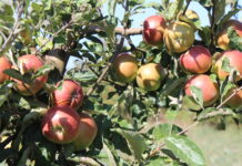 Сьогодні у Вінниці сонячна погода Сонячна погода