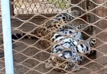 Подільський зоопарк у Вінниці працюватиме за новим графіком Подільський зоопарк