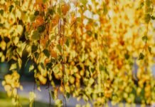 Не забудьте парасольки, дощитиме: погода у Вінниці на сьогодні, 8 жовтня Прогноз погоди