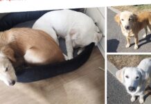 Бездомні малюки: як Вінницький притулок допомагає тваринам знайти родину чотирилапі зможуть знайти безмежну любов