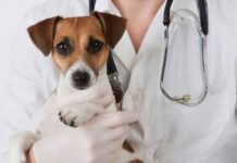 У Ладижині стартує програма безкоштовної стерилізації домашніх тварин безкоштовною стерилізацією та кастрацією