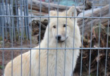 Осінь саме час відвідати «Подільський зоопарк»