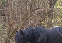 На Вінниччині створюють популяцію диких коней в природньому парку «Кармелюкове Поділля» Кармелюкове Поділля"