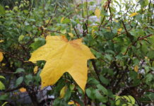 У Вінниці сьогодні хмарна погода