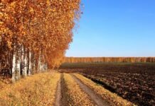 Майже 4 млн тонн: аграрії Вінниччини зібрали найбільший врожай зернових в Україні намолочений врожай