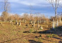 На Вінниччині на унікальному кладовищі провели масштабну толоку толока на унікальному цвинтарі