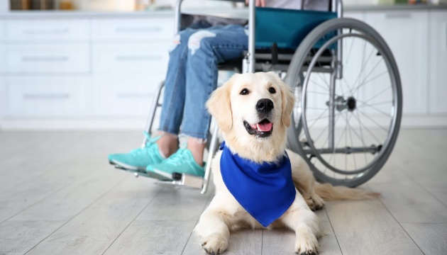 каністерапія VinnDog help to life каністерапія VinnDog help to life